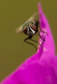 Macro fly Stock-Fotos