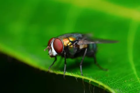 Macro of a fly Stock Photos