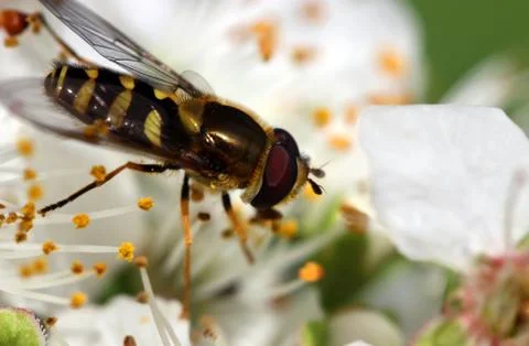 Macro Fly Stock Photos