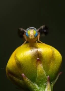 Macro fly Stock Photos