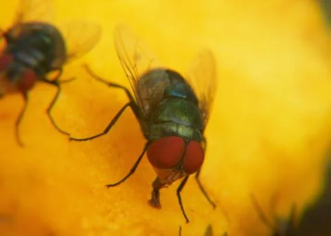Macro of fly Stock Photos