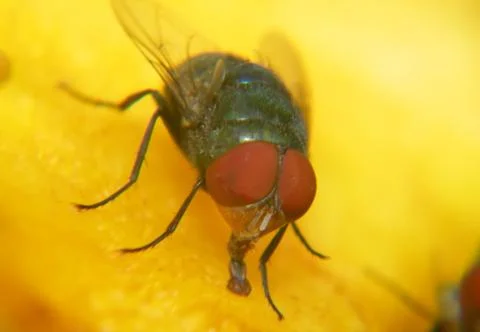 Macro of fly Stock Photos