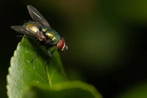 Macro of a fly Stock Photos