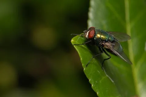 Macro fly Stock Photos