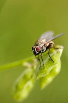 Macro of a fly Stock Photos