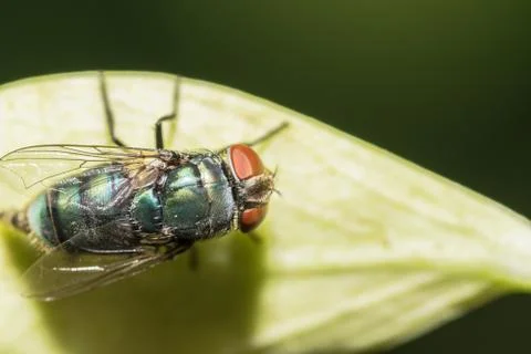 Macro fly Stock Photos