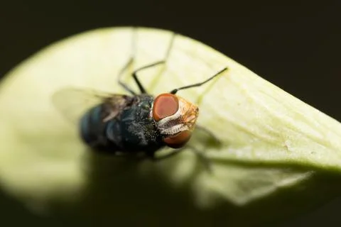 Macro fly Stock Photos