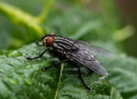 Macro of a fly Stock Photos