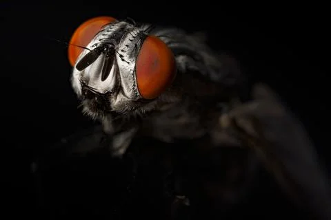 Macro on a Fly Stock Photos