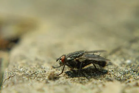 Macro of a fly Stock Photos