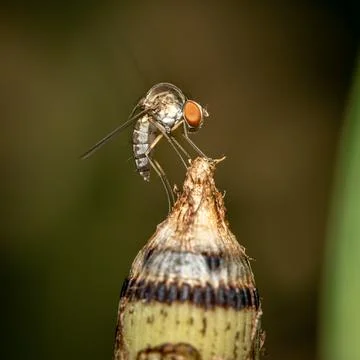 Macro of a Fly on a Plant Stock Photos