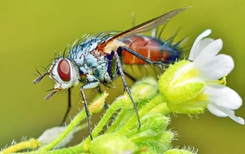 Macro fly portrait Stock Photos