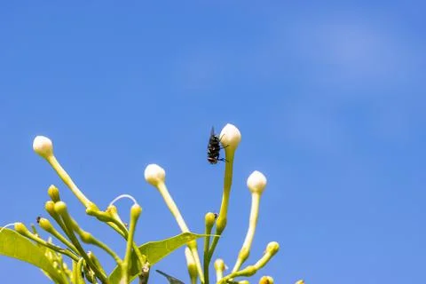 Macro fly on Stephanotis Stock Photos