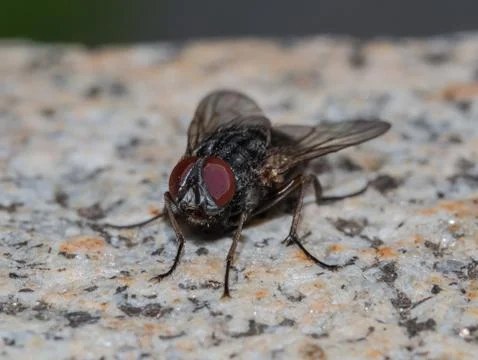 Macro of a fly on a stone Stock Photos