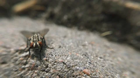 Macro fly under the sun in motion Stock Footage 136581140