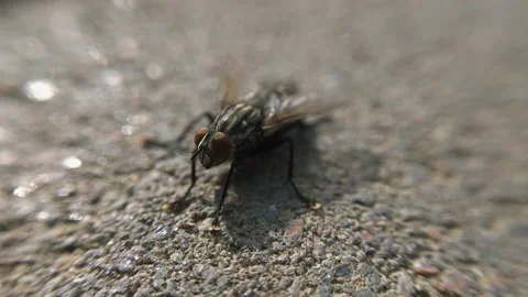 Macro fly under the sun in motion Stock Footage 136581172