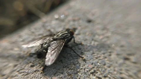 Macro fly under the sun in motion Stock Footage 136581185