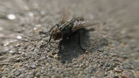 Macro fly under the sun in motion Stock Footage 136581216