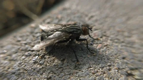 Macro fly under the sun in motion Stock Footage 136581224