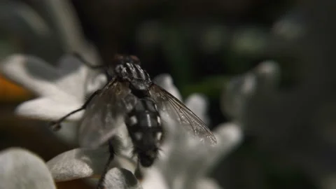 Macro fly under the sun in motion Stock Footage 136581226