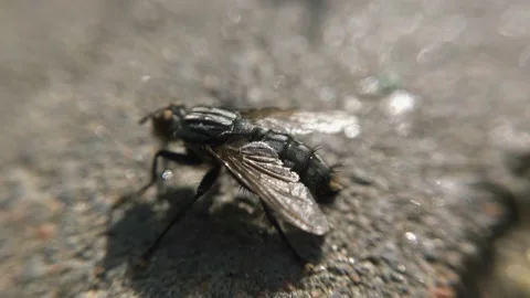 Macro fly under the sun in motion Stock Footage 136581244