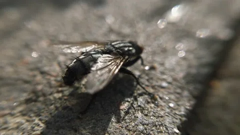 Macro fly under the sun in motion Stock Footage 136581255