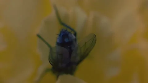 Macro fly under the sun in motion Stock Footage 136941266