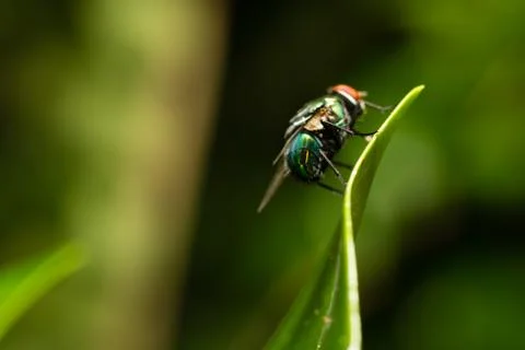 Macro fly2 Stock Photos
