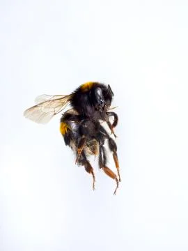 Macro of flying bumble bee on a white background Stock Photos