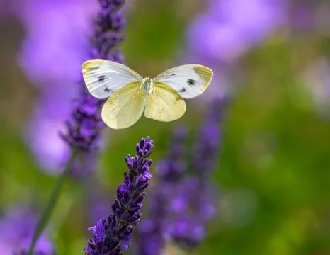 Macro of a flying cabbage butterfly Stock Photos
