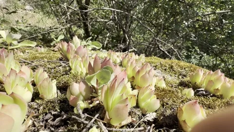 Macro Flyover Above Moss and Sempervivum Rosettes in Forest Stock Footage 339868789