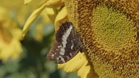 Macro fo Brintesia circe butterfly on Helianthus head 4K slo-mo video Stock Footage 213701866
