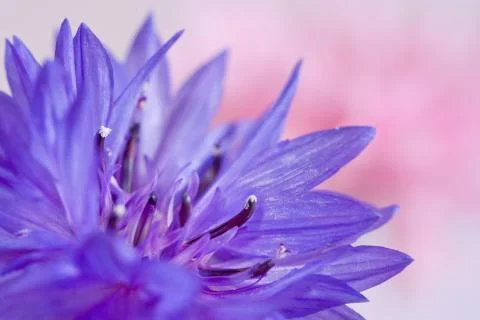 Macro fo cornflower Stock Photos