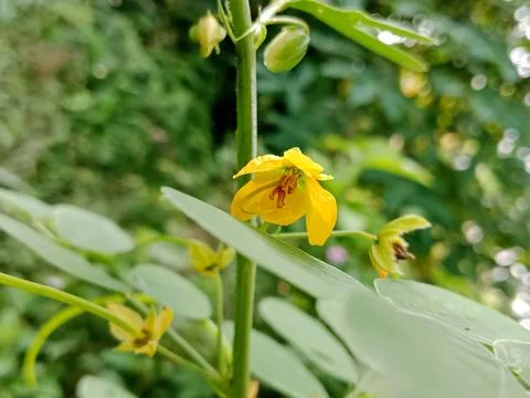 Macro focus on a bright yellow Senna tora flower in the wild Stock Photos