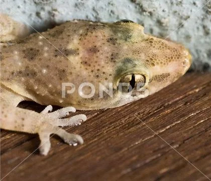 Macro focus on the eyes of lizard. Stock Photos