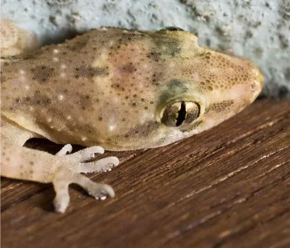 Macro focus on the eyes of lizard. 스톡 사진