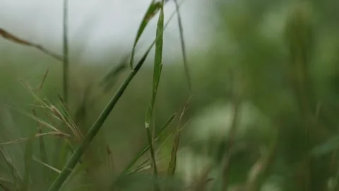 Macro Focus on Green Grass Stem Stock-Footage 334923884
