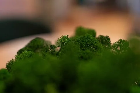 Macro Focus on Miniature Green Trees with Detailed Texture Stock Photos