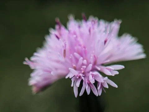 Macro Focus on Pink Flower: Capturing Delicate Floral Details Stock Photos