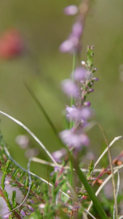 Macro Focus Pull on Heather Wildflowers in Sunny Meadow Stock Footage 320994987