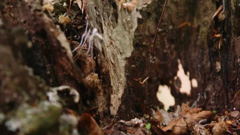 Macro Focus Pull Inside Hollow Tree Trunk, Moss, Spiderweb, Forest Floor, 6K Stock Footage 327457361