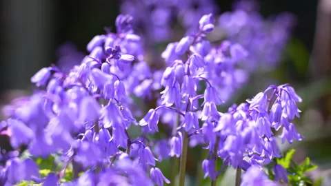 Macro Focus-pull Tilt-up of a bush of Bluebells ringing in the breeze Video stock 240525166