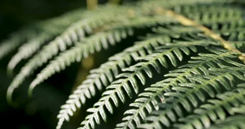 Macro focus pulling on a green fern frond Stock Footage 340324980