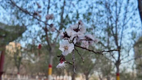 Macro Focus on White Cherry Blossom Stamens and Petals Stock Photos