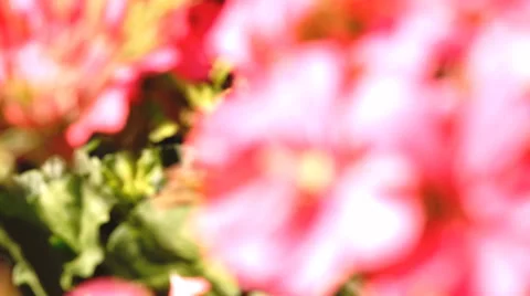Macro focus zoom in and out on serene pink flowers in the wind Stock Footage 43288089