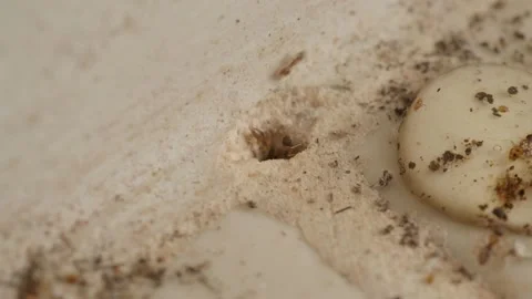 Macro footage of Ant colony underground with hole in home kitchen floor. Stock Footage 238763346