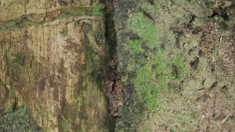 Macro Footage of Ants Crawling Across Weathered Tree Bark Stockbeeldmateriaal 335509752