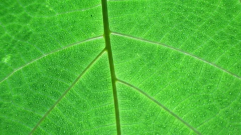 Macro Footage of a Backlit Green Leaf Showing Detailed Veins and Midrib Texture Stock Footage 345508067