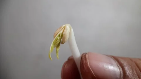 Macro Footage of Bean Sprouts Held by a Person on a White Background Stock Footage 290509840
