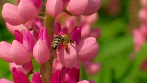 Macro footage bee and flower. Stock Footage 132879076